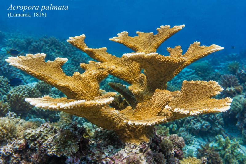 Acropora palmata (Lamarck, 1816)