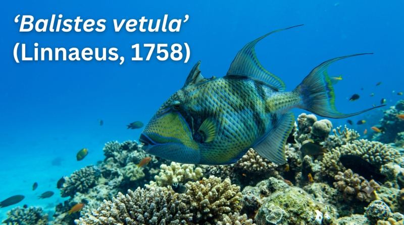Balistes vetula Linnaeus, 1758