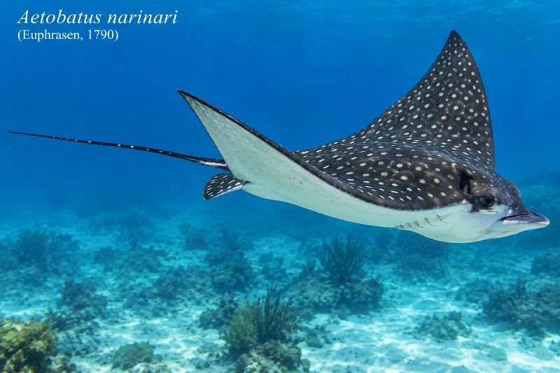 Aetobatus narinari (Euphrasen, 1790)