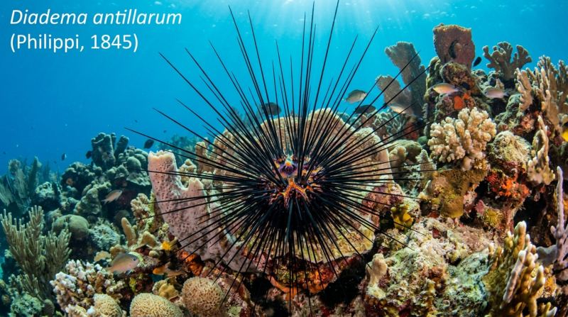 Diadema antillarum Philippi, 1845