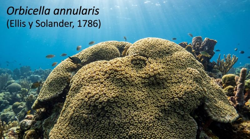 Orbicella annularis (Ellis y Solander, 1786)