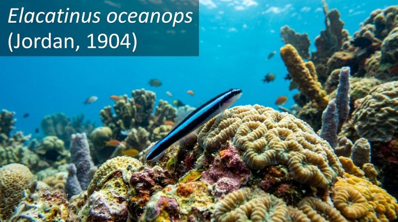 Elacatinus oceanops Jordan, 1904